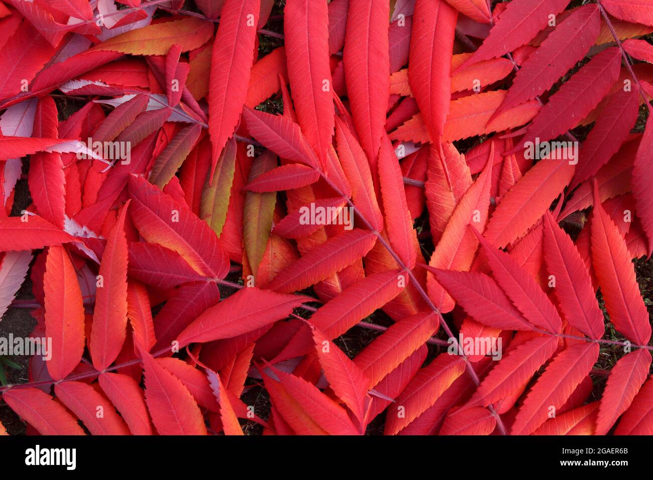 Le temps de l'automne apporte un approvisionnement abondant de feuilles rouges brillantes ajoutant de la couleur au paysage Banque D'Images