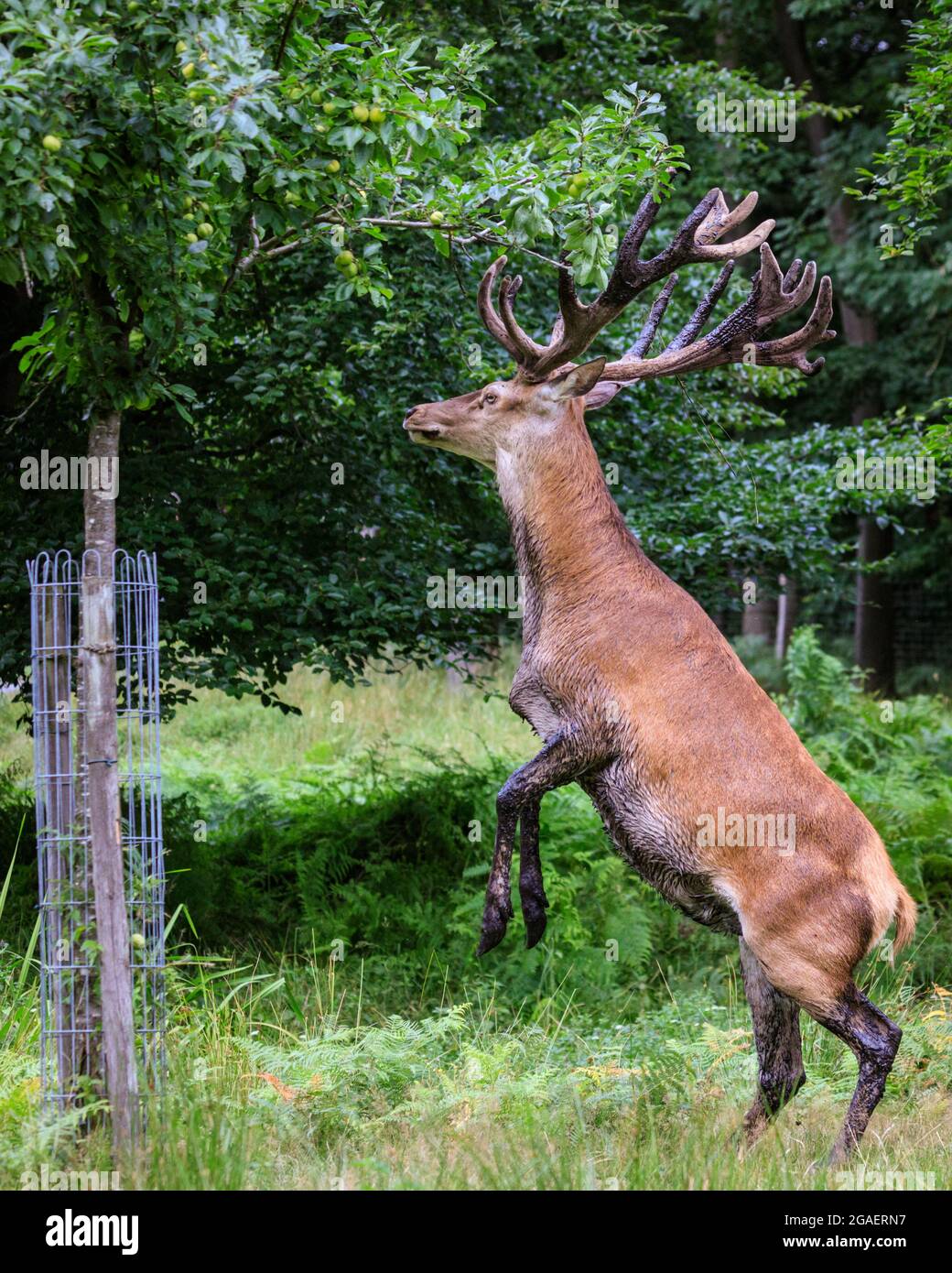 Duelmen, NRW, Allemagne. 30 juillet 2021. Un cerf de Virginie (cervus elaphus) a clairement une idée d'un changement de régime et a fait son chemin au jardin de la loge de l'forestier, puis se met rudement sur ses pattes arrière pour déloger les pommes d'un pommier, à plusieurs reprises. Plus tard, il s'emparle à travers une dizaine de pommes avant de remonter dans la forêt. Credit: Imagetraceur/Alamy Live News Banque D'Images