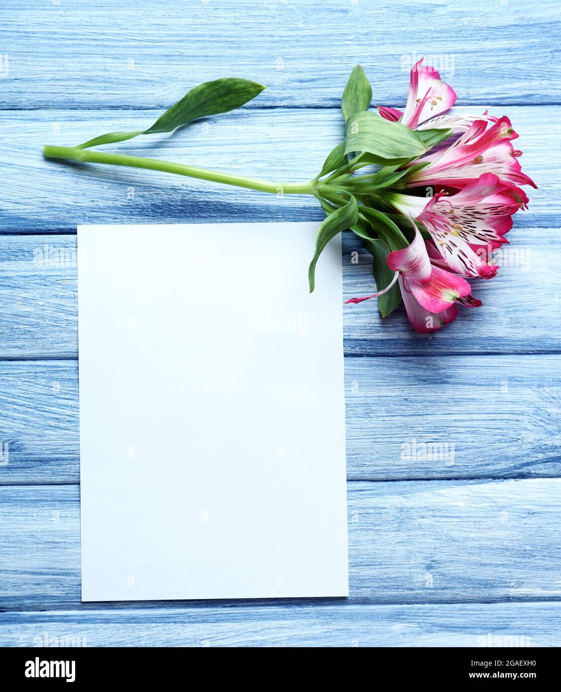 Feuille blanche et fleur de rose sur fond bleu en bois, espace vide Photo  Stock - Alamy