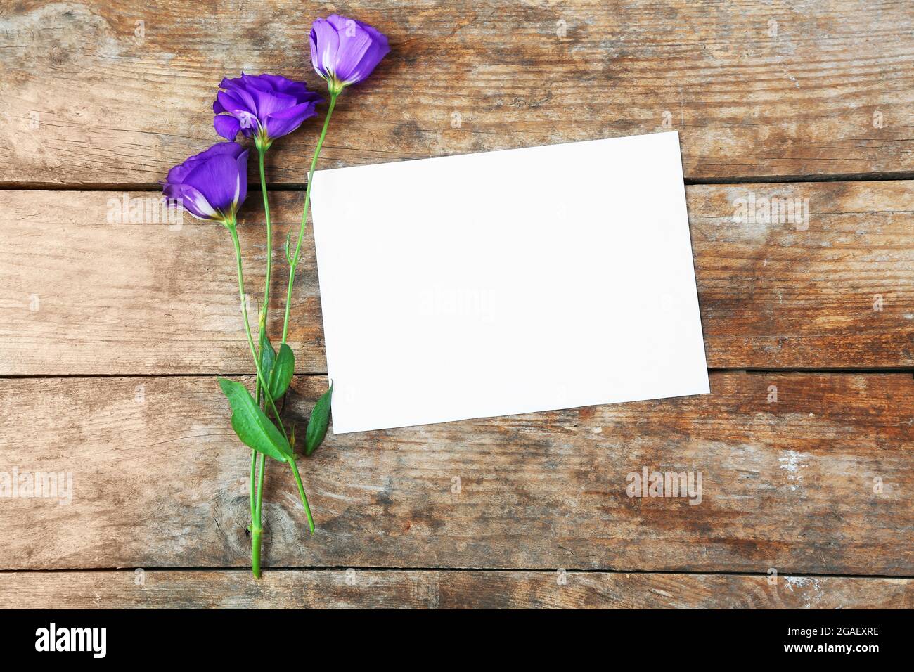 Feuille blanche et fleur violette sur fond en bois, espace vide Photo Stock  - Alamy