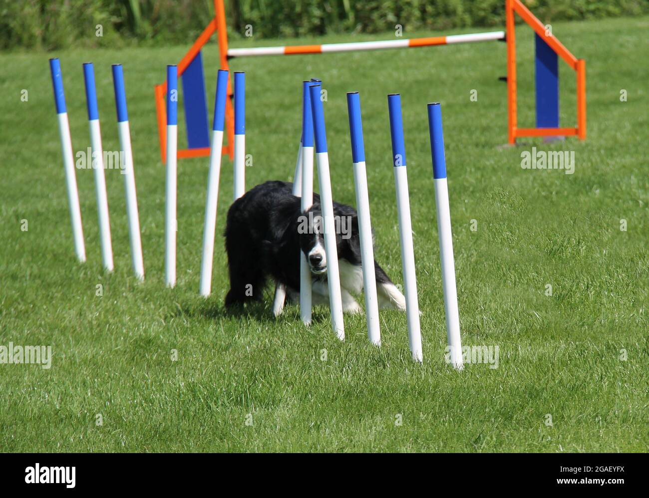 Un chien de Collie à bordure agile sur un test d'agilité de tissage. Banque D'Images