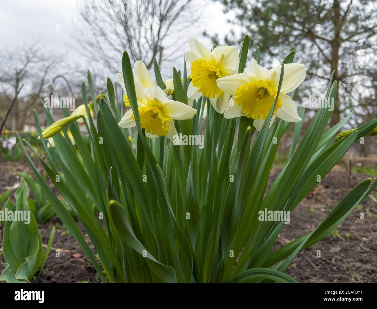 Daffodil Narcissus fleur jaune en fleur dans le jardin de printemps.  Jonquilles fraîches. Des narcisses fleuris dans le jardin Photo Stock -  Alamy