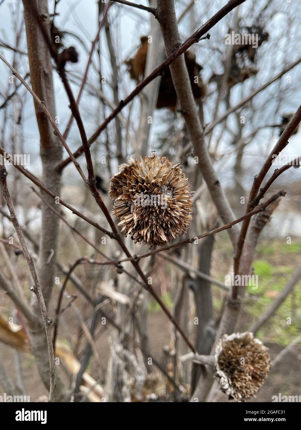 Tournesol brun séché en automne gros plan. Terrier séché décoratif avec arrière-plan d'arbres. Fleurs sèches en bouillies à la fin de l'automne photo de près. Banque D'Images