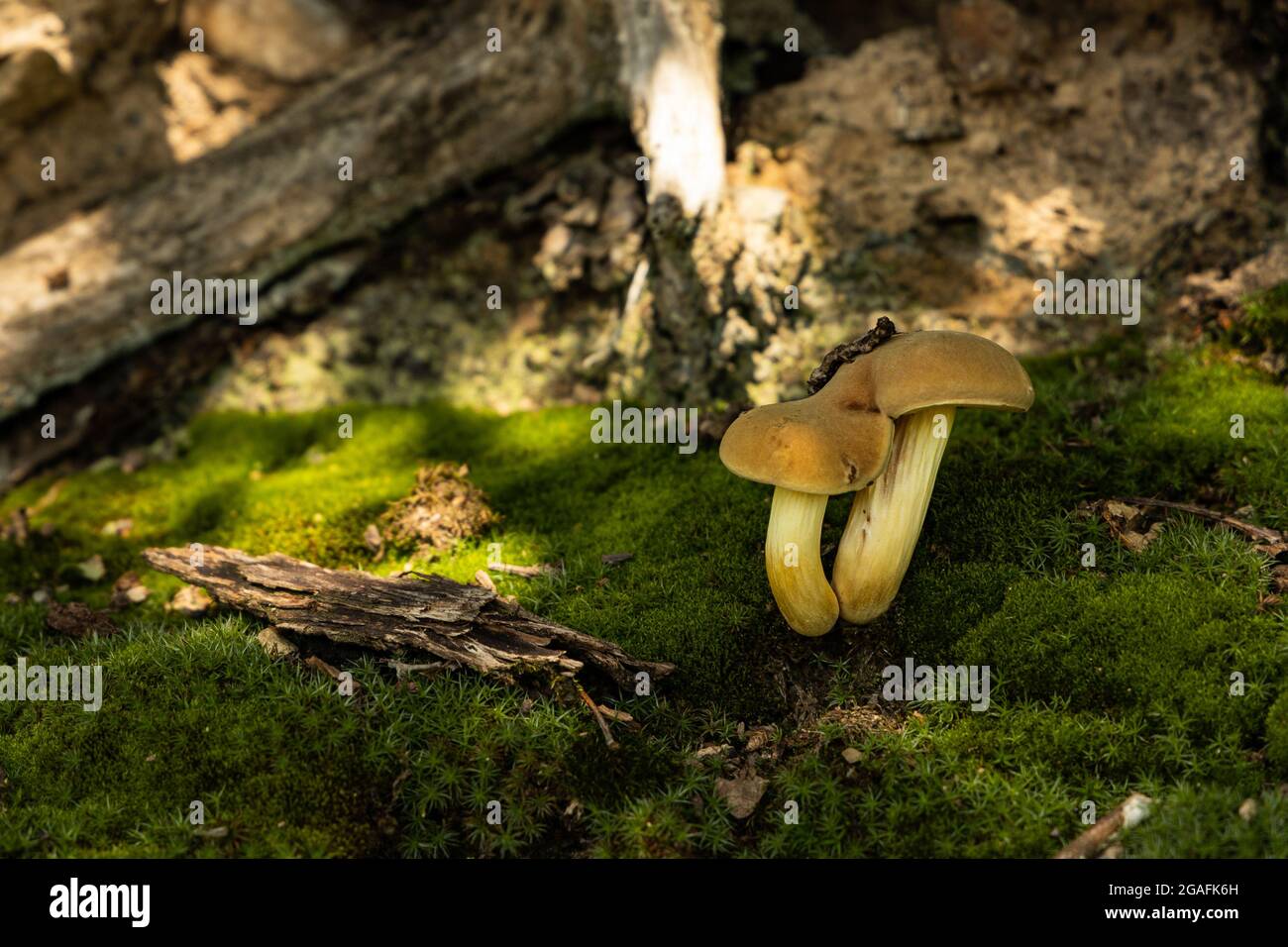 Des champignons dans une forêt Banque D'Images