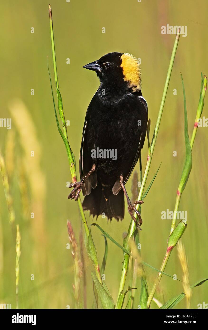 Bobolink mâle dans l'habitat des prairies Banque D'Images