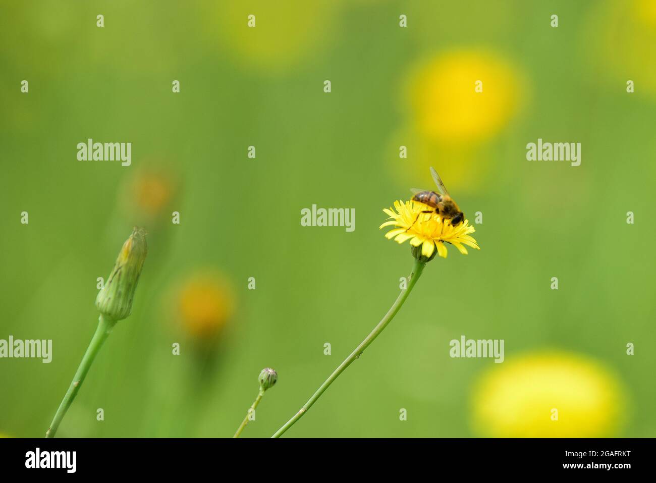 Abeille sur une fleur sauvage, Patagonie, Argentine. Banque D'Images