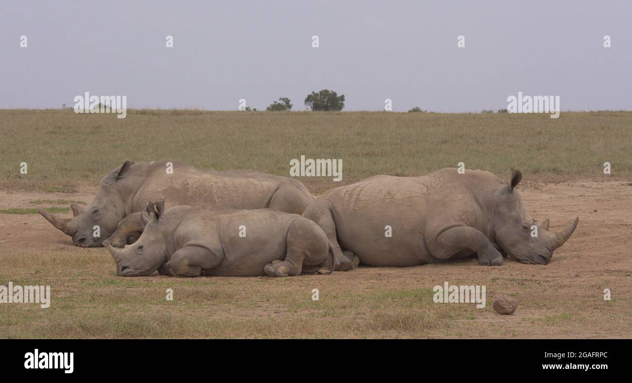 Un accident de rhinocéros blancs du sud, y compris un veau qui se repose dans les plaines sauvages de l'OL Pejeta Conservancy, Kenya Banque D'Images
