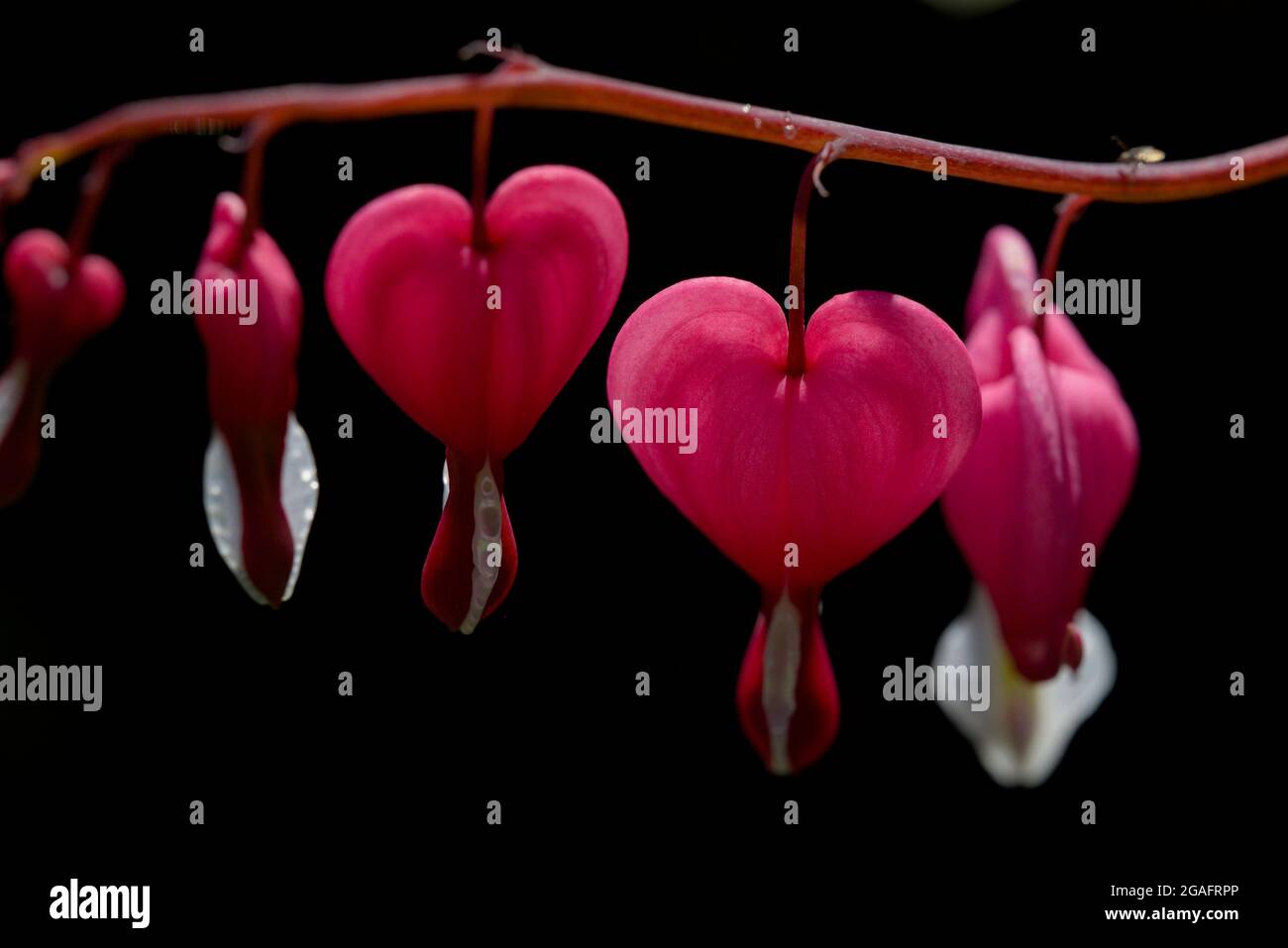 Gros plan de fleurs roses romantiques en forme de coeurs d'amour. Officiellement connu sous le nom de Lamprocapnos spectabilis, mais aussi comme coeur asiatique de saignement. Banque D'Images