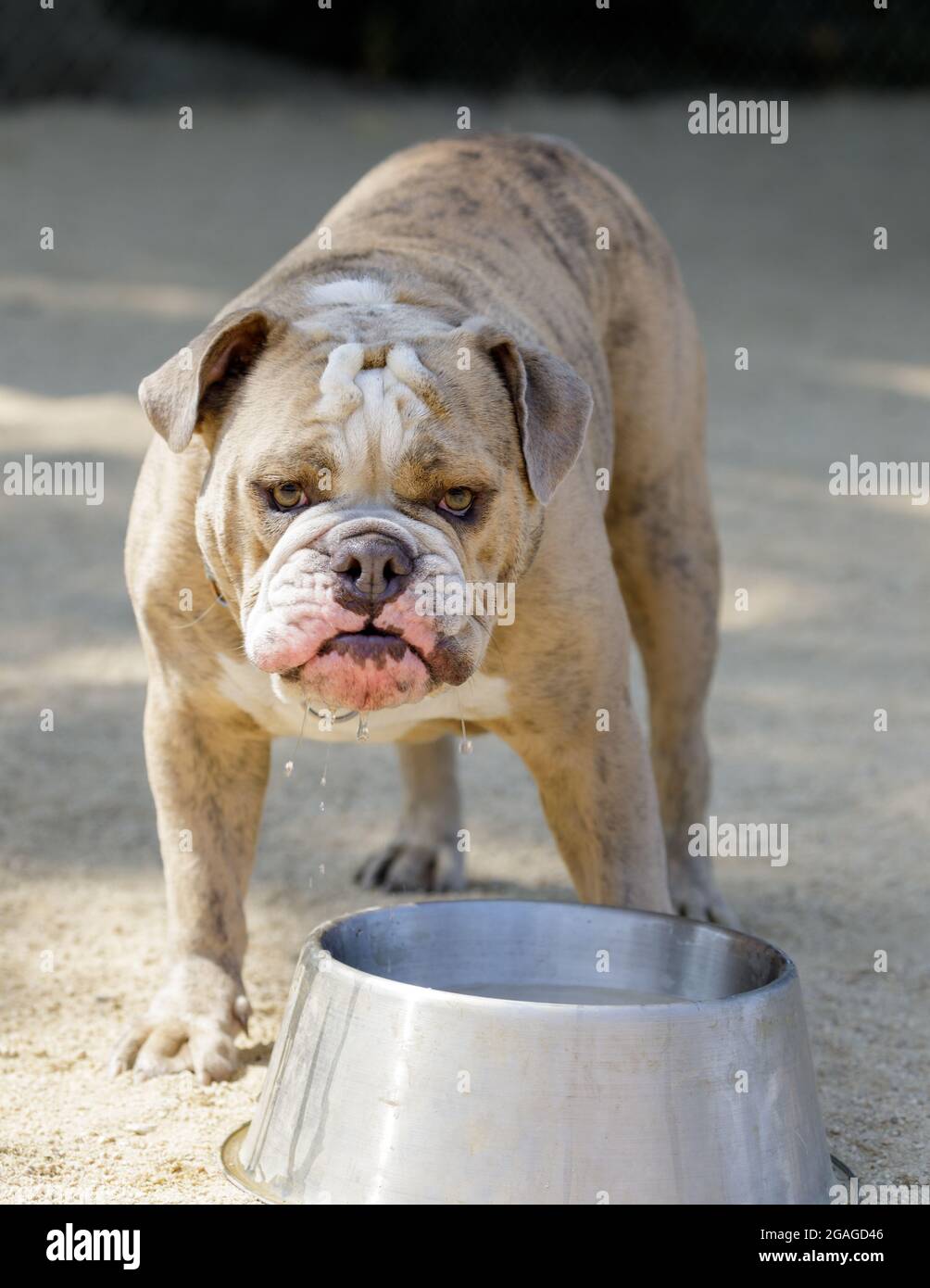 Bringé blanc et rouge mâle anglais Bulldog eau potable. Parc pour chiens hors-laisse dans le nord de la Californie. Banque D'Images
