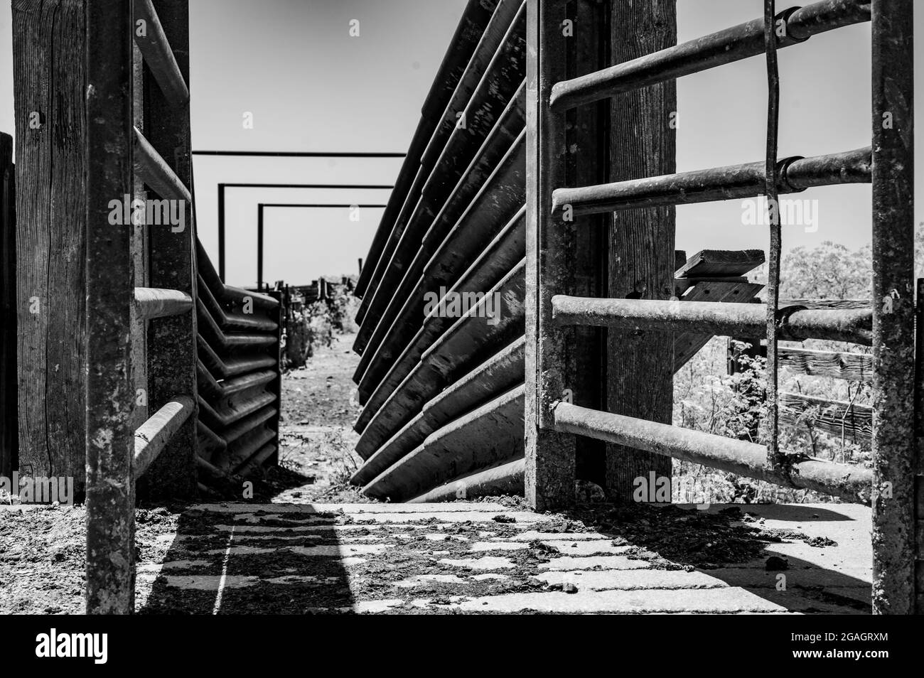 Chute de bétail en métal dans le Midwest rural Banque D'Images