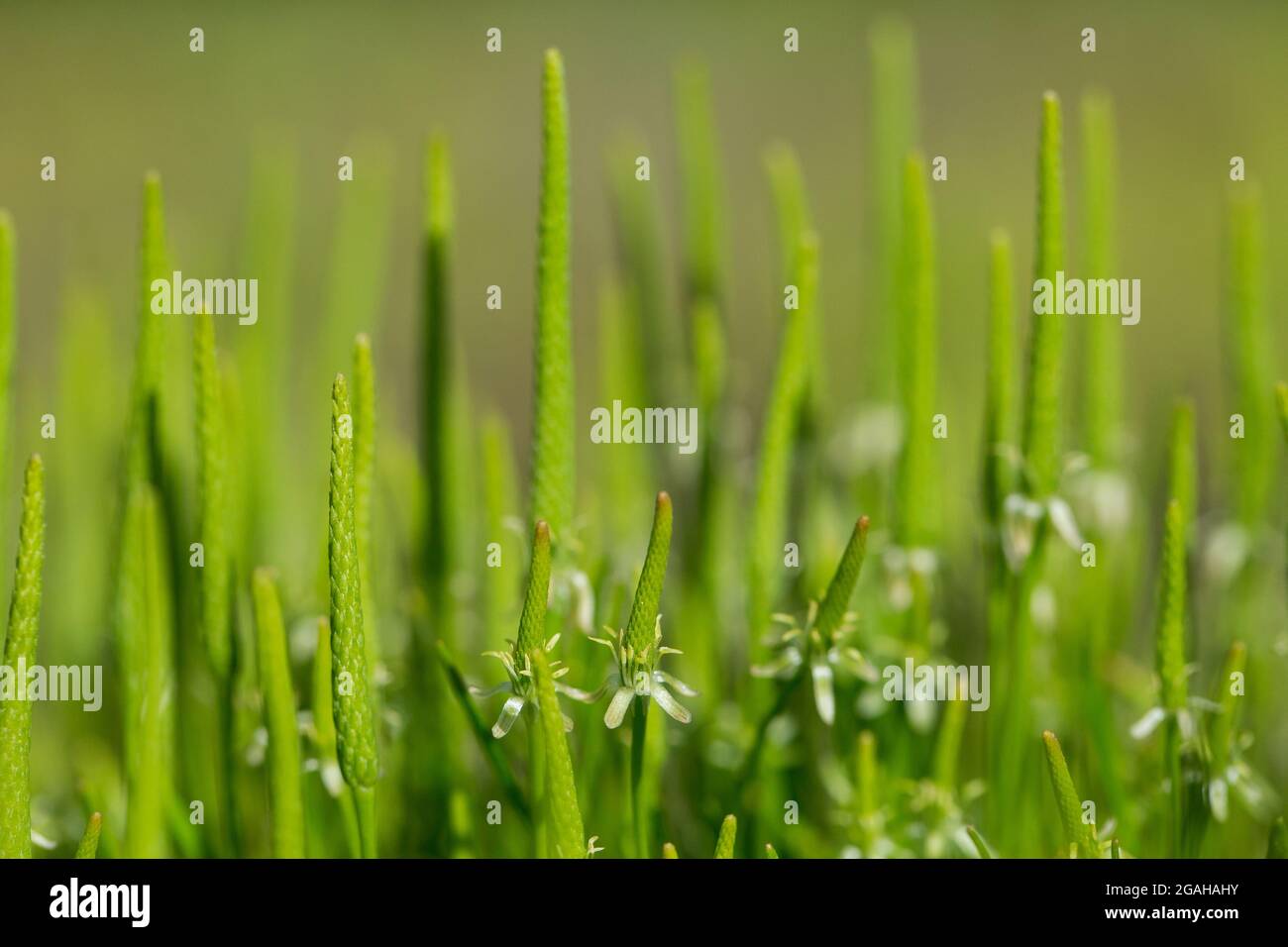 Mousetail (Myosurus minimus) Banque D'Images