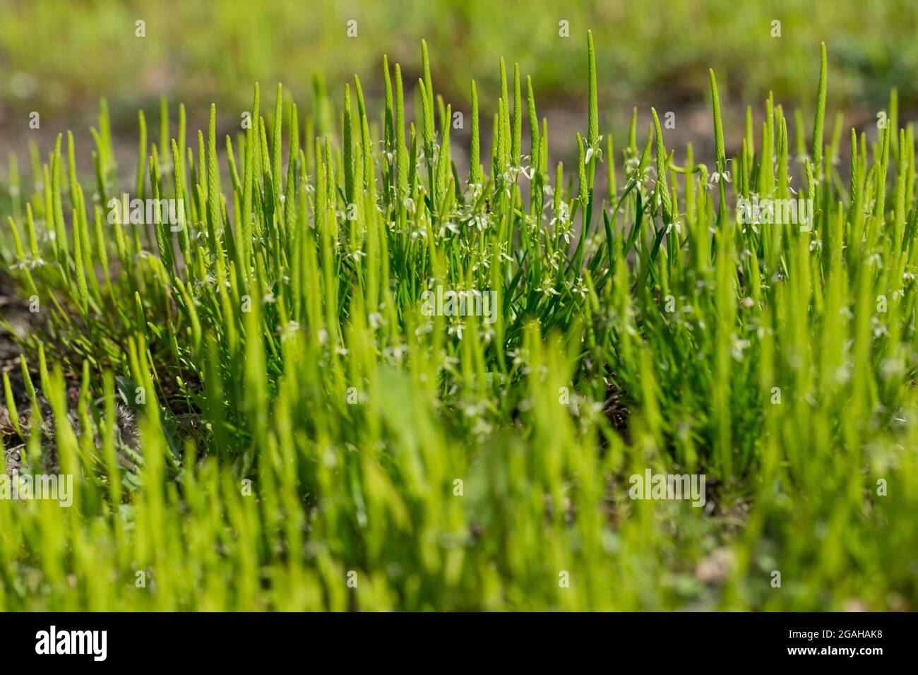 Mousetail (Myosurus minimus) Banque D'Images