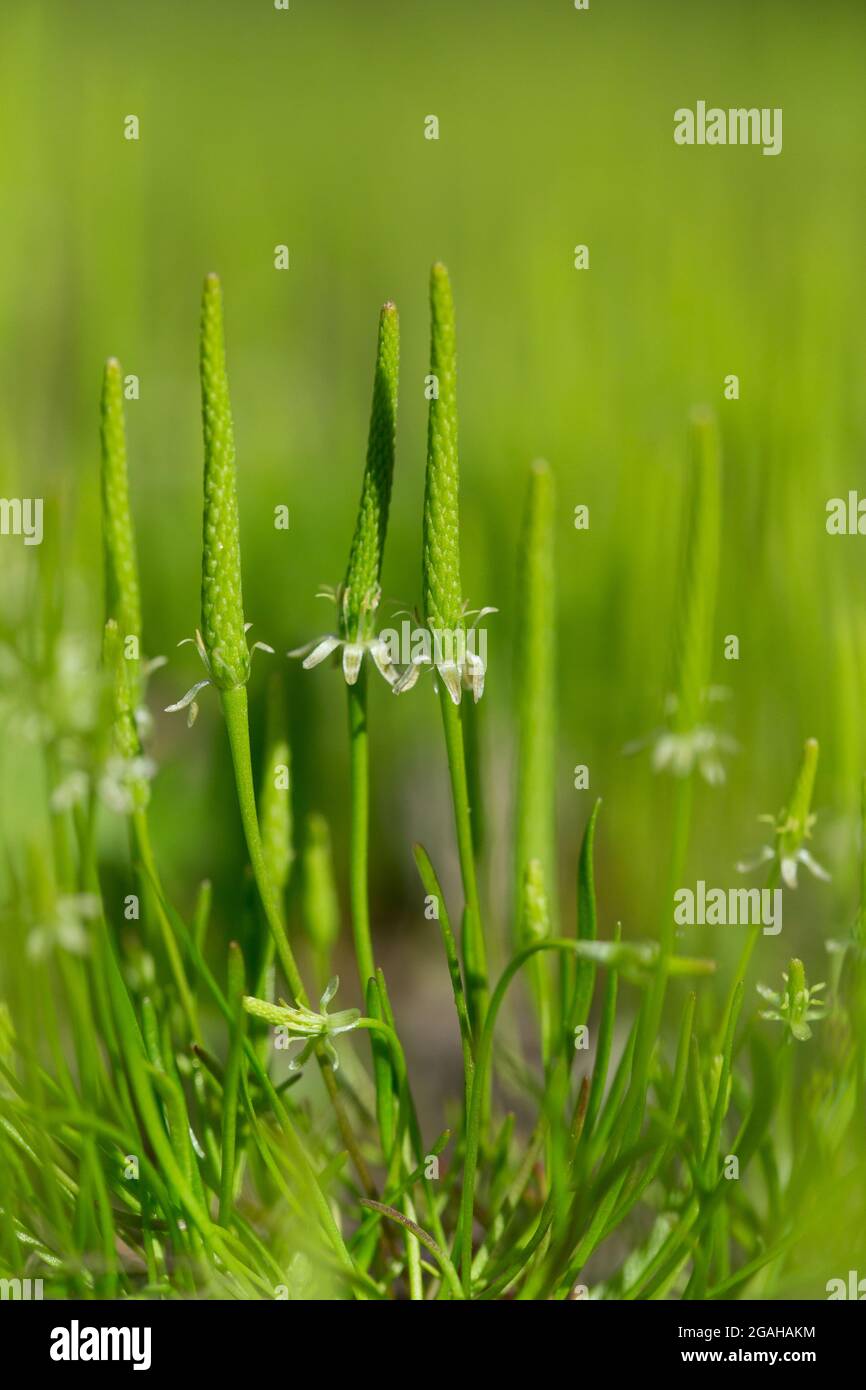 Mousetail (Myosurus minimus) Banque D'Images