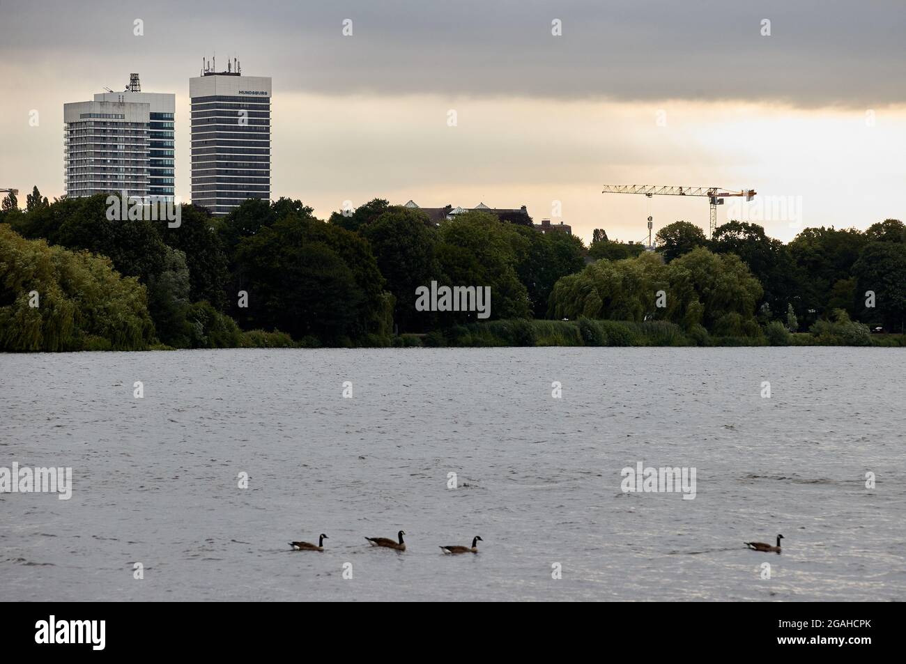 Hambourg, Allemagne. 31 juillet 2021. Bernaches grises nageant sur l'Außenalster. En arrière-plan, vous pouvez voir les tours en hauteur du Mundsburg-Centre. Credit: Georg Wendt/dpa/Alay Live News Banque D'Images