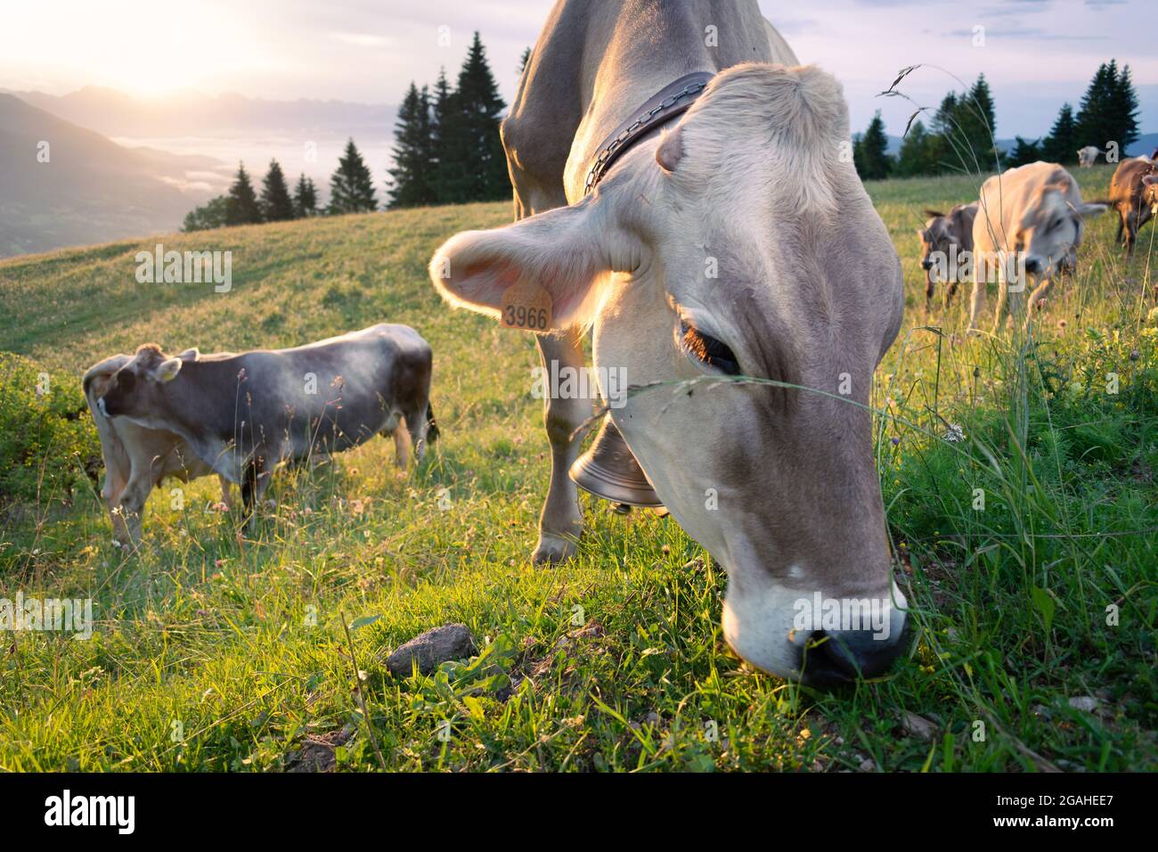 Gros plan de pâturage de vache sur la prairie de montagne entourée de sapins. Lever de soleil dans les nuages. Monte Avena, Pedavena, Belluno, Italie Banque D'Images