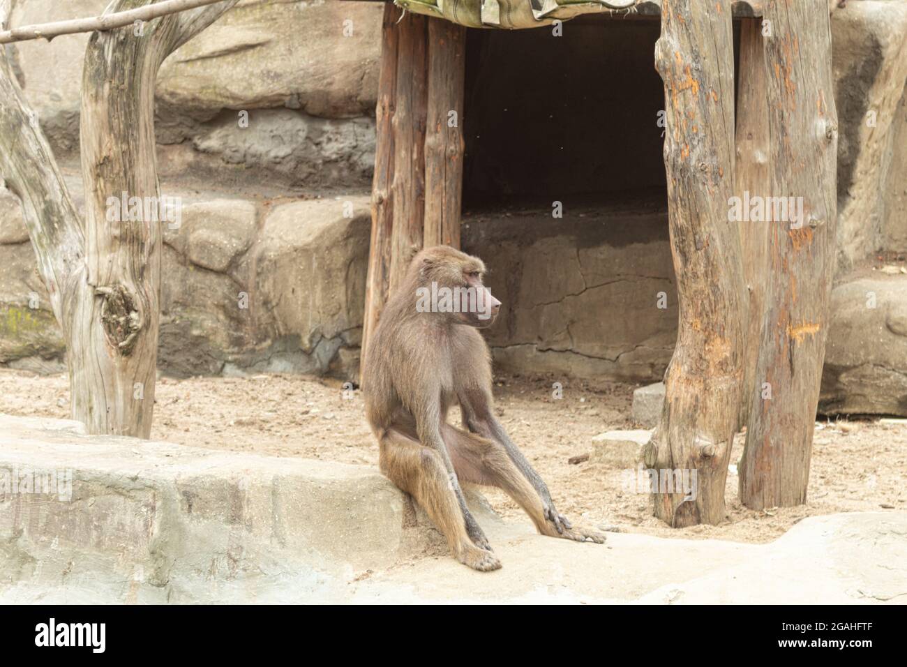 Le singe regarde bien au loin. Le babouin mâle est assis et regarde dans la distance. Pose pensive. Arrière-plan avec industriel Banque D'Images