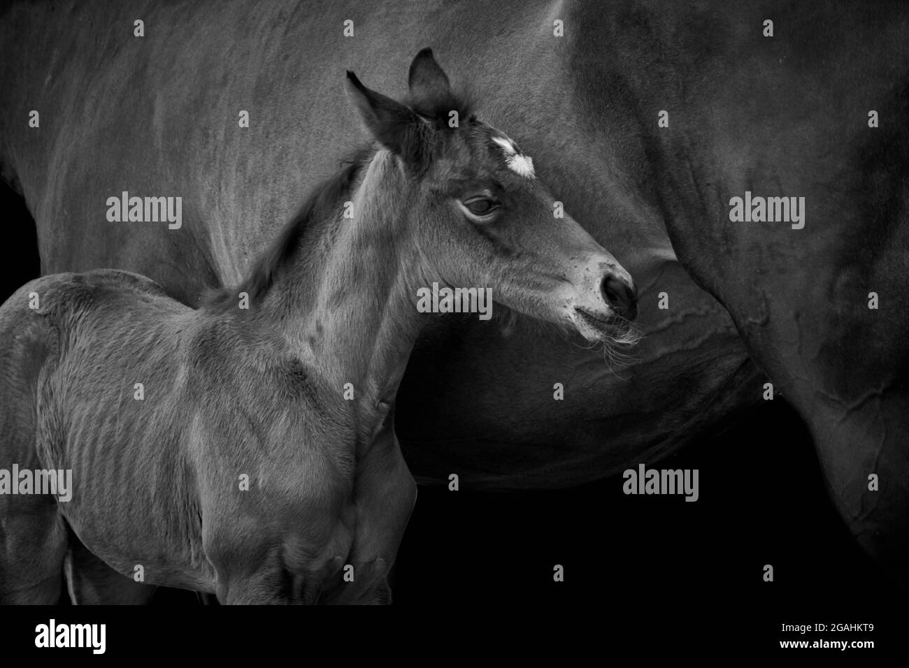 Gros plan d'un poulain debout avec une mère de cheval isolée sur fond noir. Banque D'Images