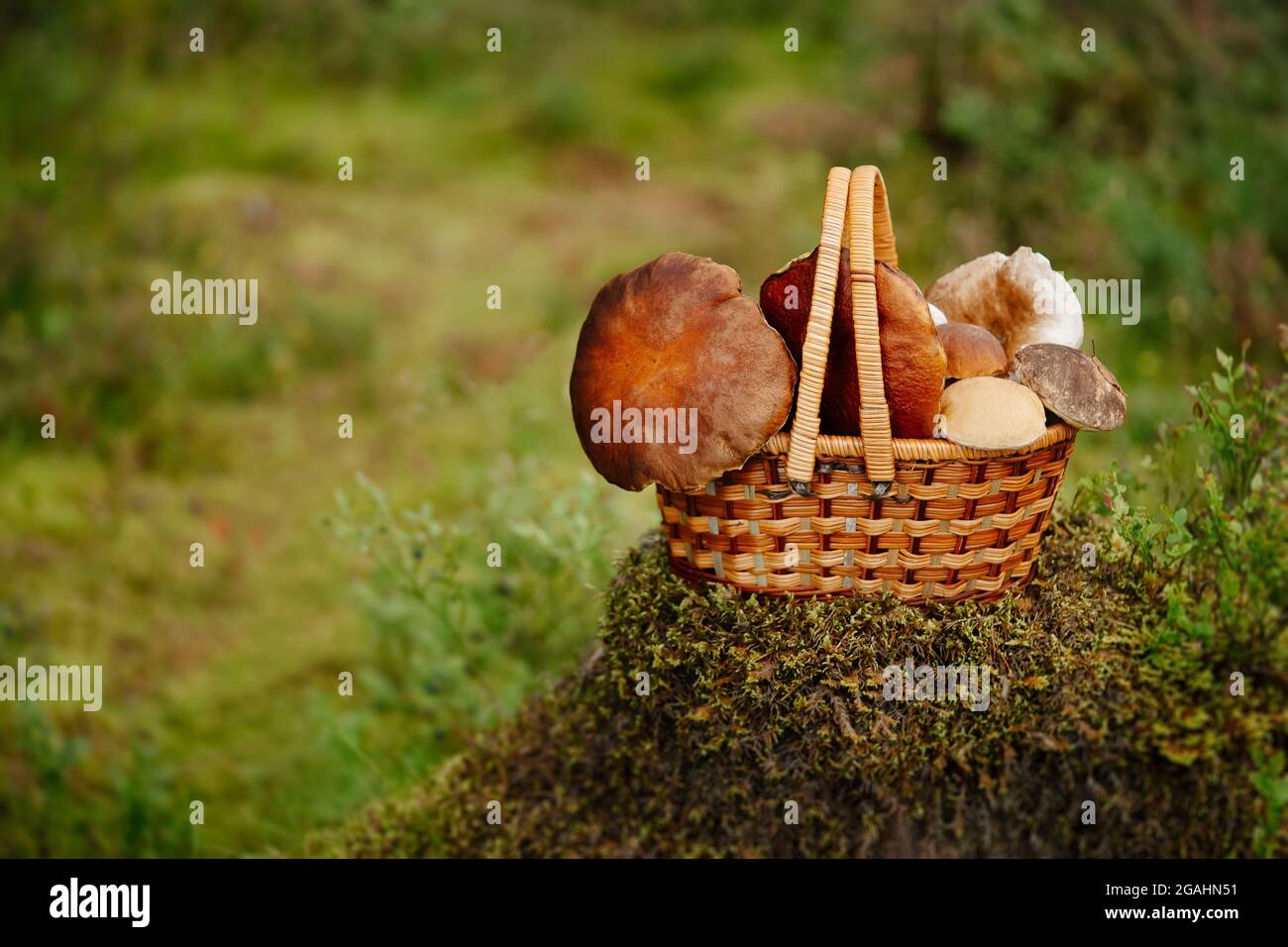 Champignons comestibles récoltés dans la forêt Banque D'Images