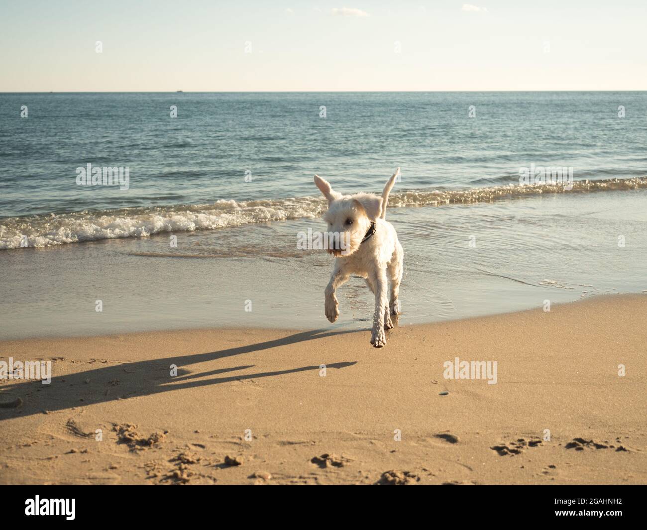 mini chien schnauzer blanc heureux de sauter sur la plage Banque D'Images
