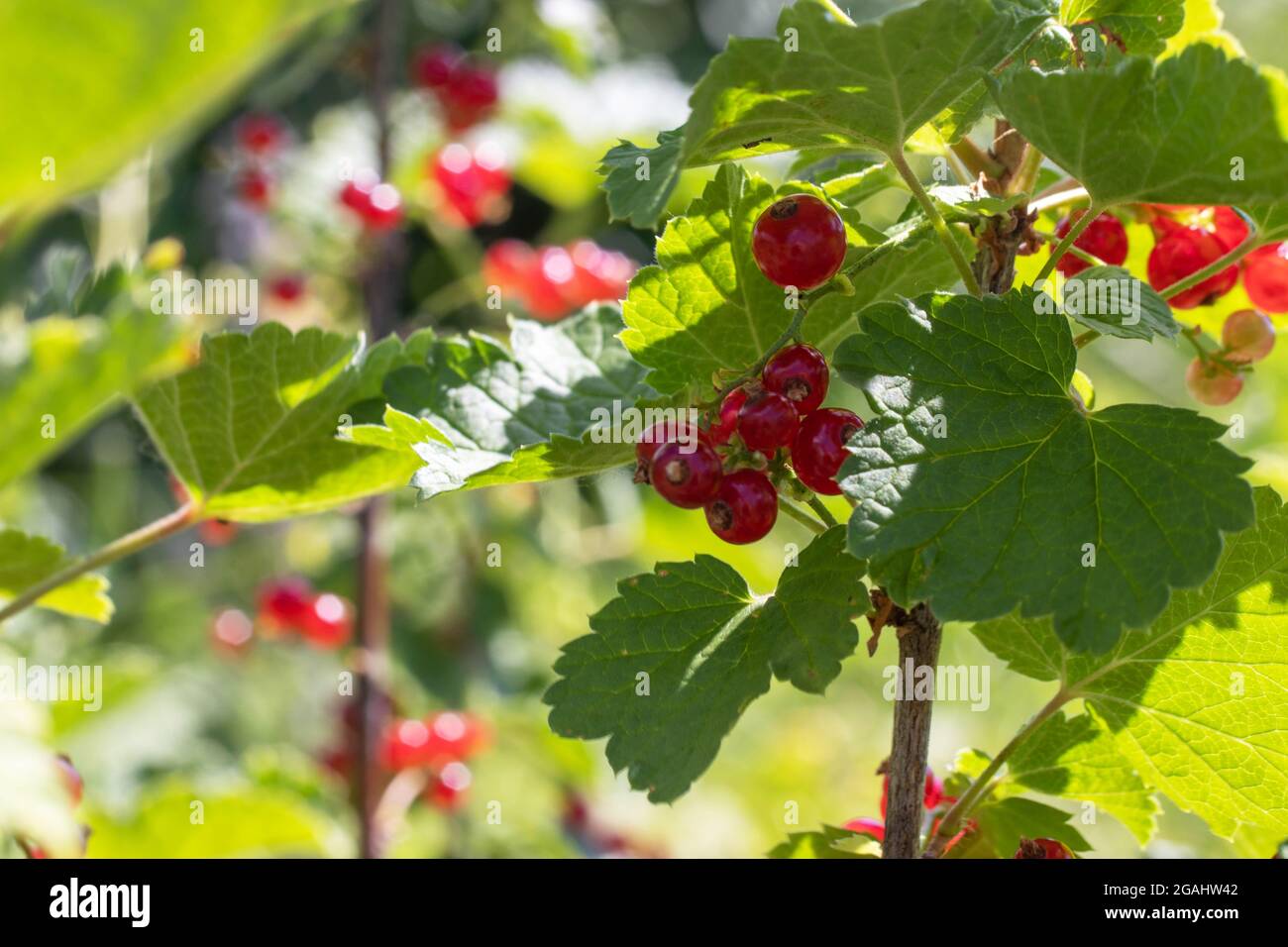 Groseilles rouges dans le gardenroute dans le jardin sur des branches vertes Banque D'Images