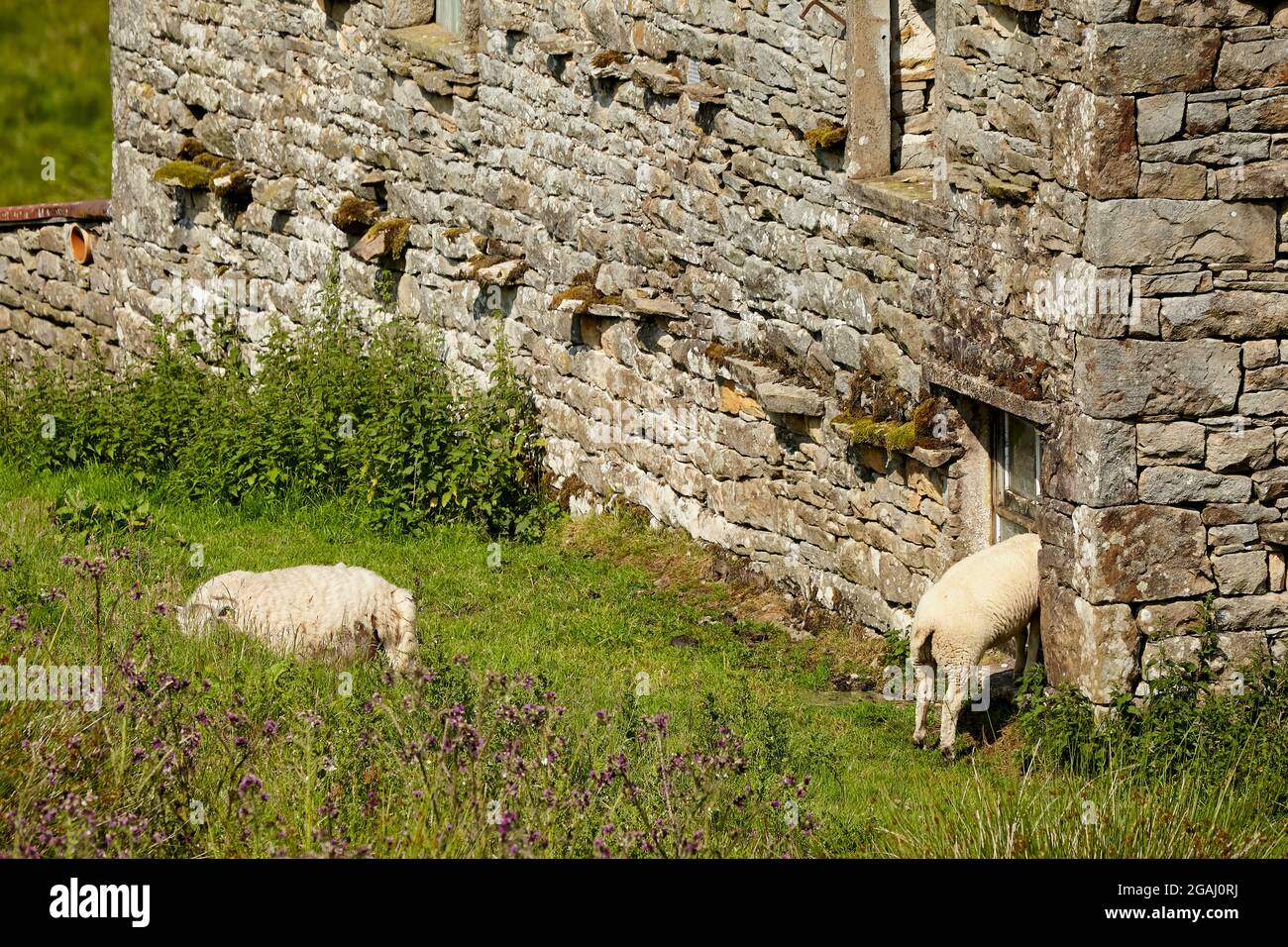 Moutons grimpant dans une grange en pierre. Swaledale 100721 Banque D'Images