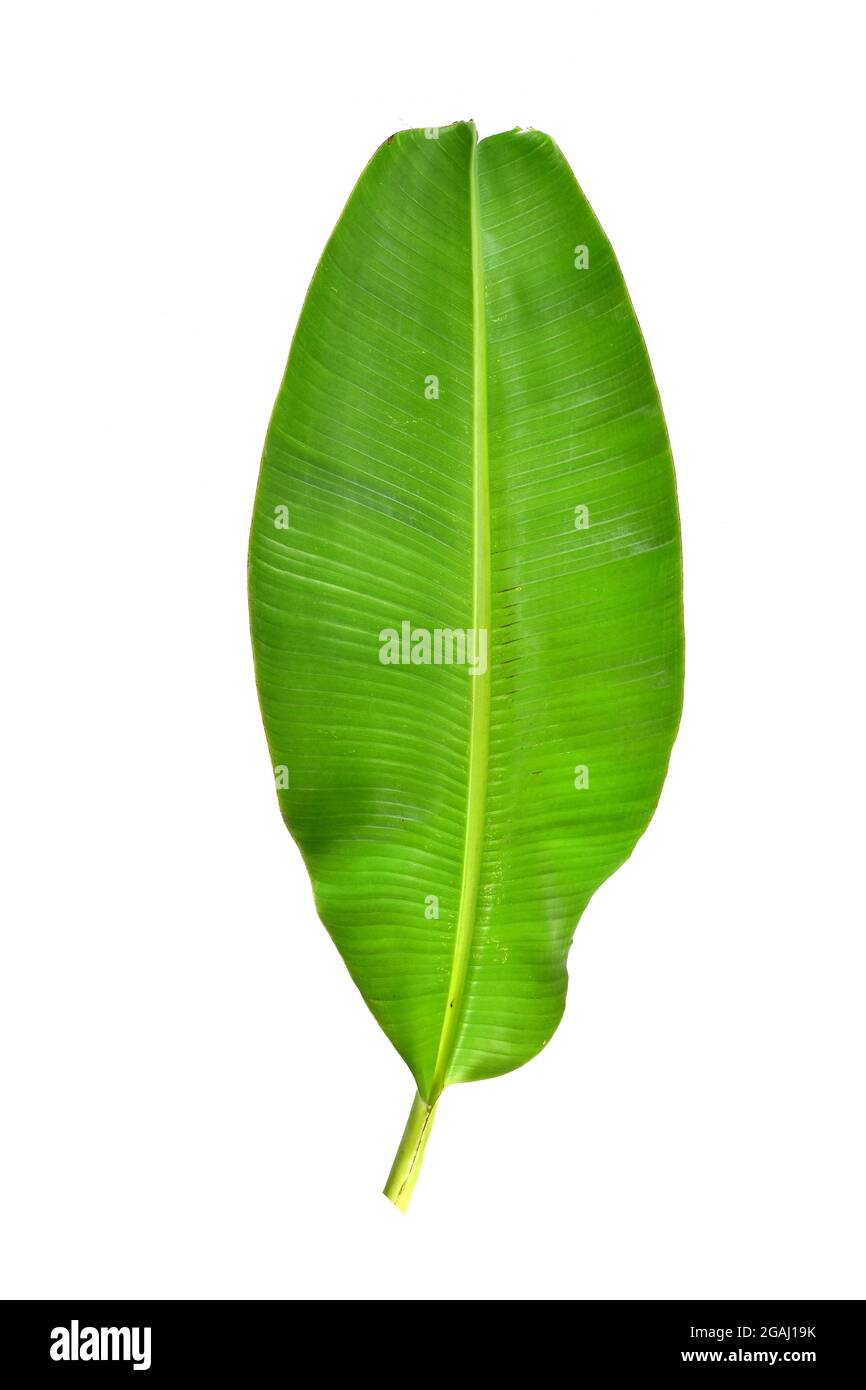 La banane laisse un fond blanc Banque D'Images