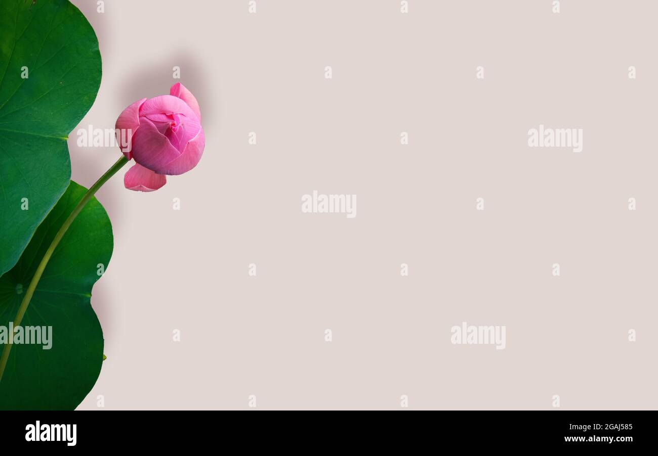 Fleurs de Lotus belle fleur asiatique de lotus dans l'étang Banque D'Images