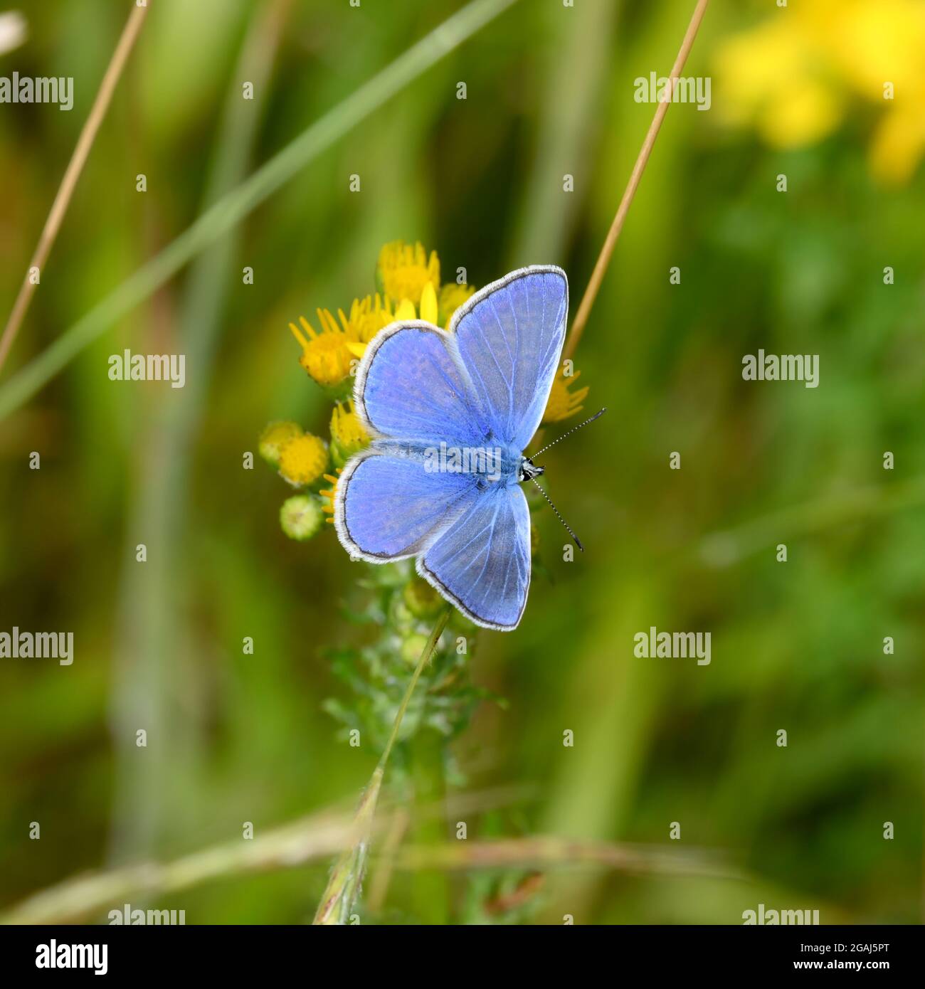 Alimentation commune de papillons bleus dans des prairies d'été lumineuses de vert et de jaune Banque D'Images