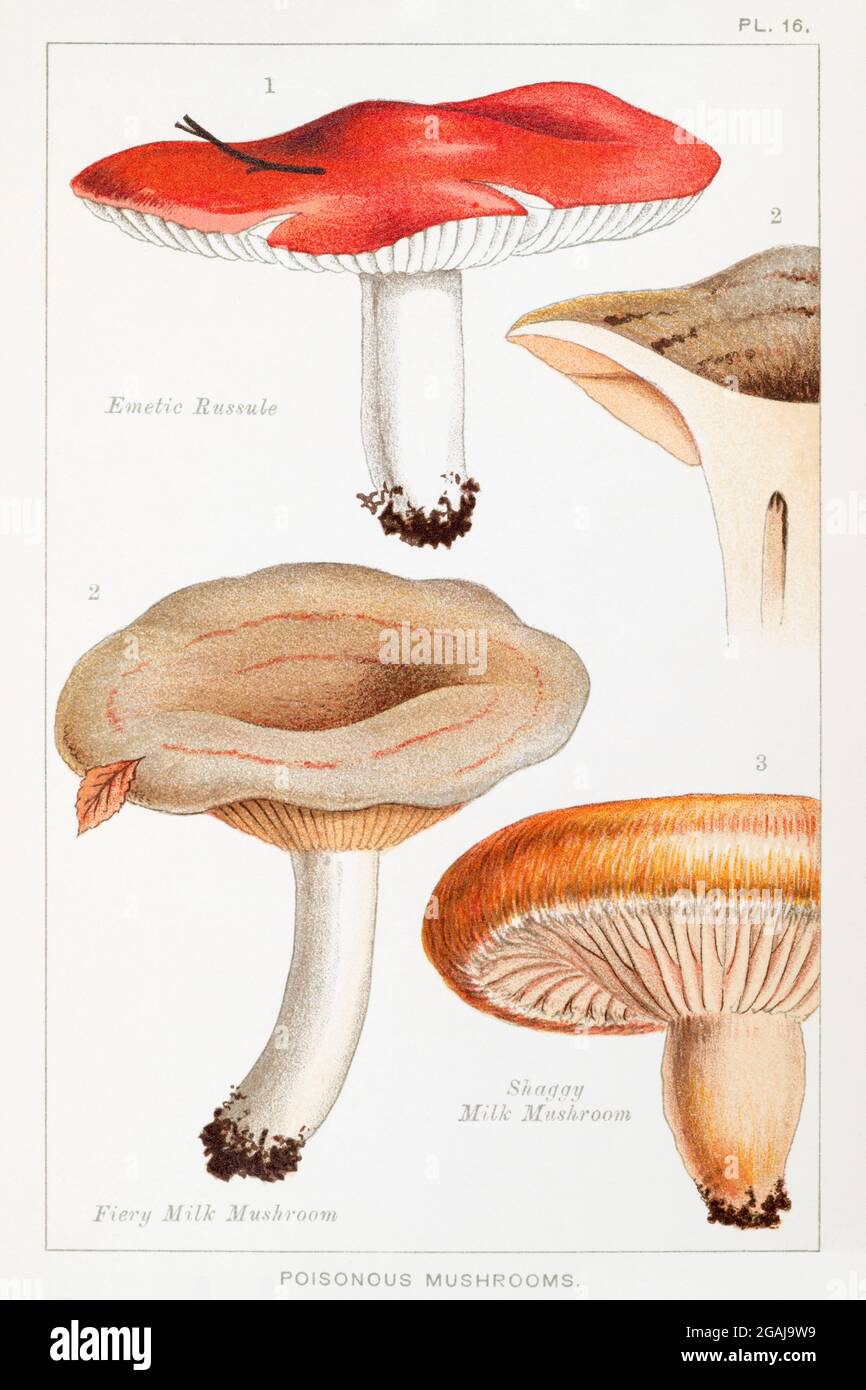 Russule émétique / Russula emetica, Mushroom au lait flamboyant / Lactarius pyrogalis & Mushroom au lait cageux / Lactarius torminosus dans Mordecai Cooke. Voir Remarques Banque D'Images