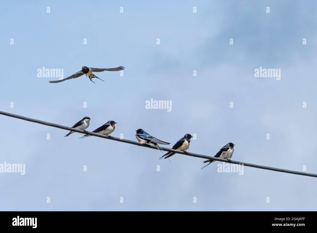 Swalws Hirundo rustica perchée sur un fil téléphonique. Banque D'Images Swalws Hirundo rustica perchée sur un fil téléphonique. Banque D'Images