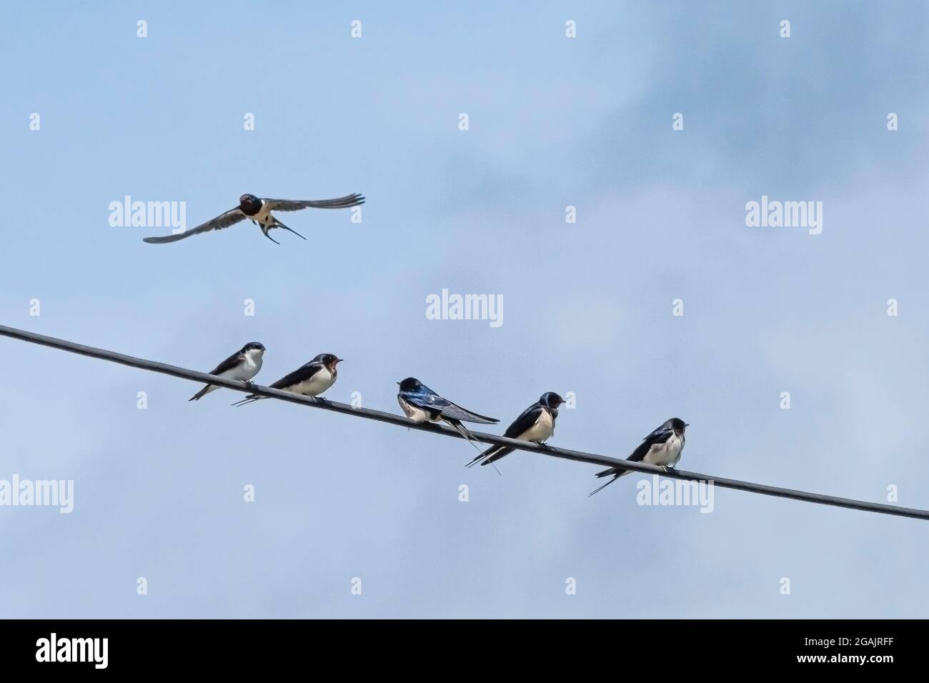 Swalws Hirundo rustica perchée sur un fil téléphonique. Banque D'Images