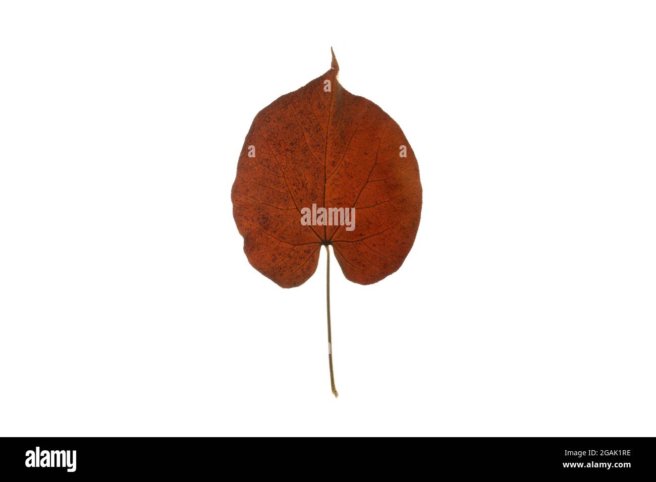 Feuilles tropicales feuillage plante buisson arrangement floral nature toile de fond isolée sur fond blanc, chemin d'écrêtage inclus. Banque D'Images