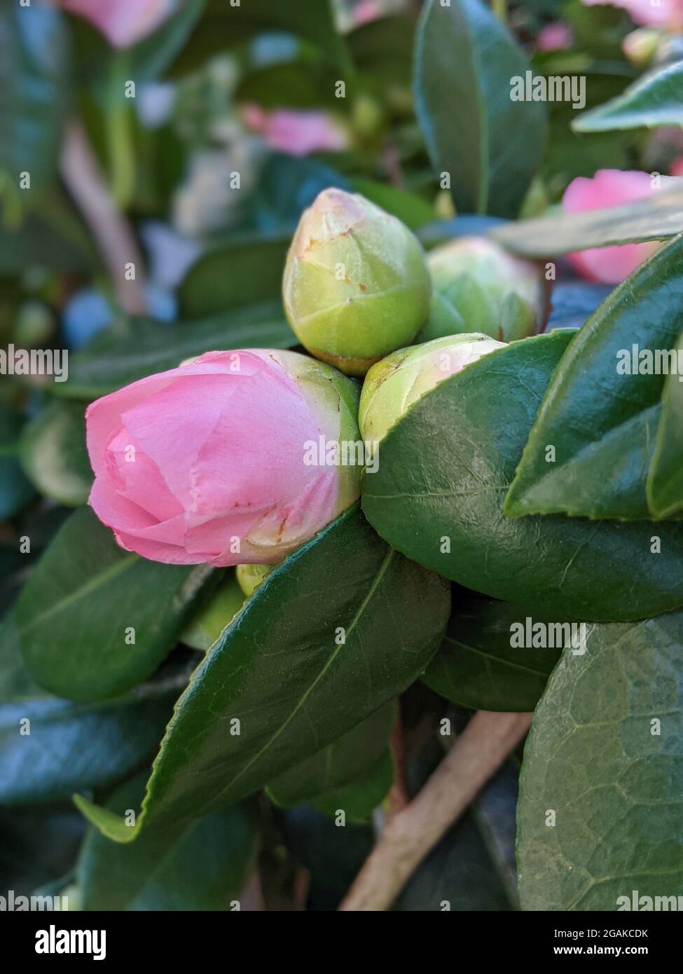 Les bourgeons roses commencent à fleurir Banque D'Images