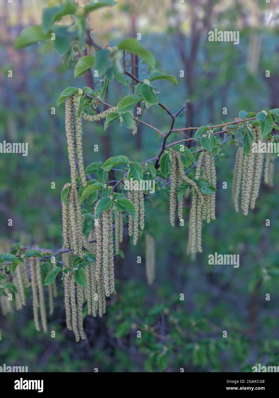 Ostrya carpinifolia ou hornbeam européenne dans la lumière de l'aube. Branches de charme de houblon avec inflorescence Banque D'Images