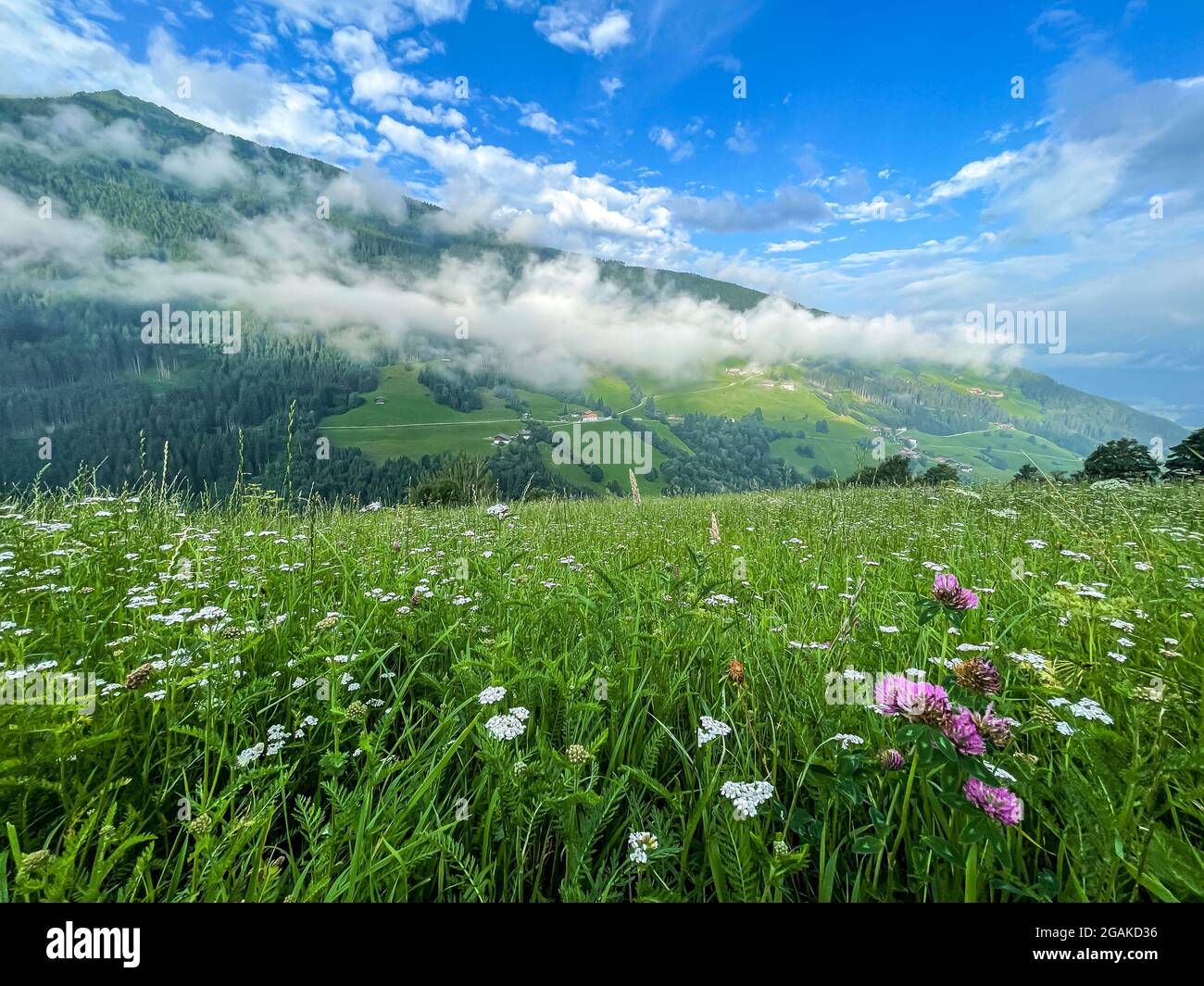 La prairie alpine fleurit dans les Alpes en été Banque D'Images