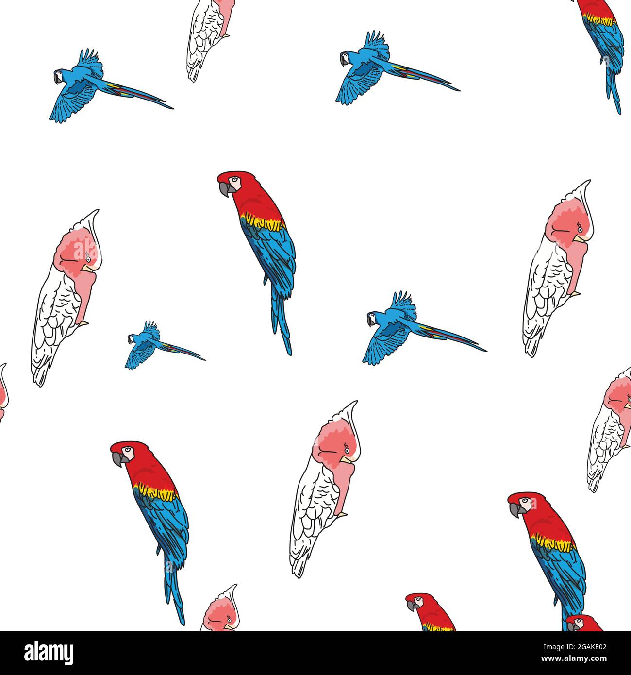 Vecteur blanc fond oiseaux tropicaux, perroquets, macaw, cacatoès exotiques. Arrière-plan sans couture Illustration de Vecteur