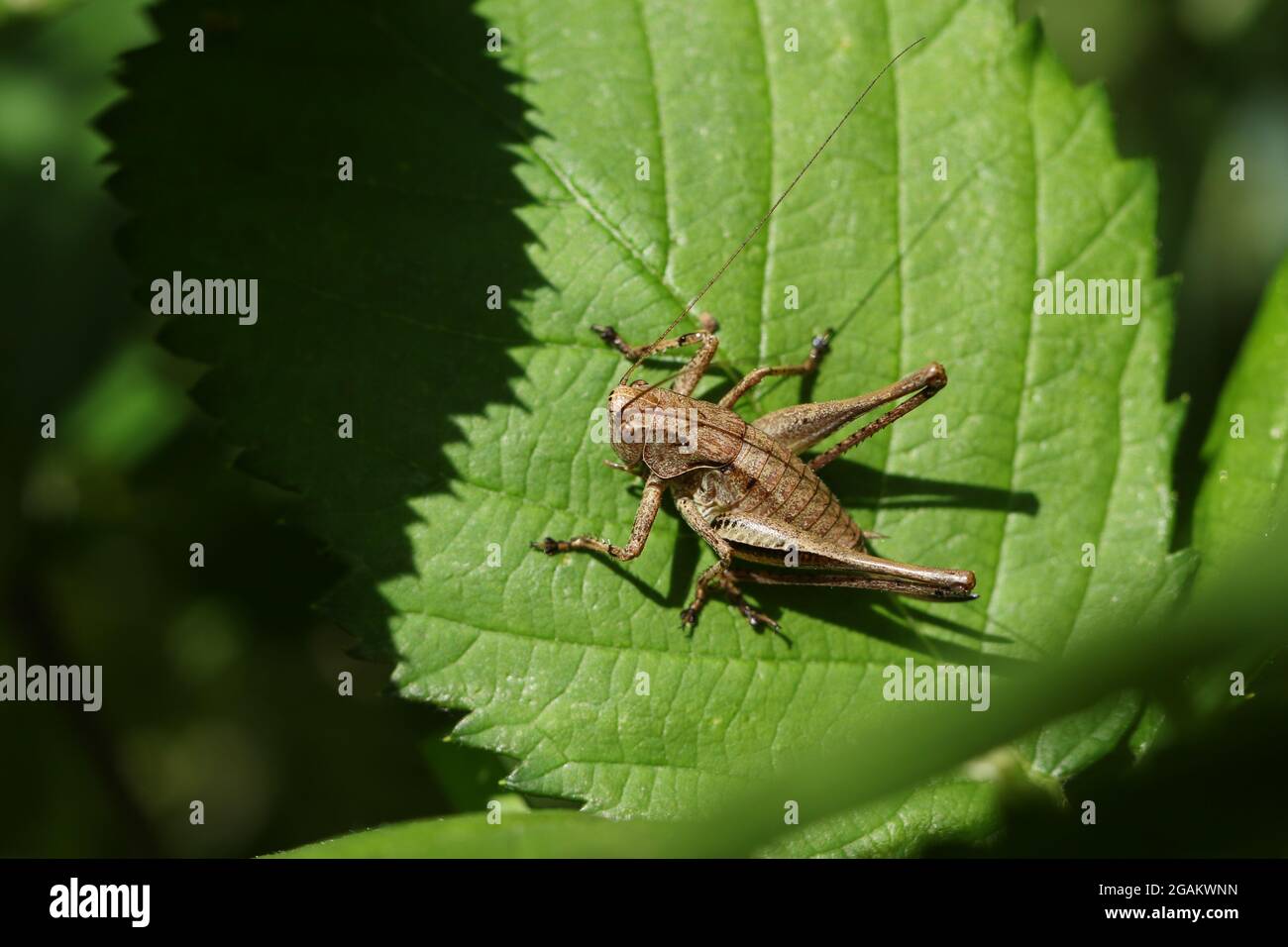 Un Cricket de Bush foncé, Pholidoptera griseoaptera, perché sur une feuille. Banque D'Images