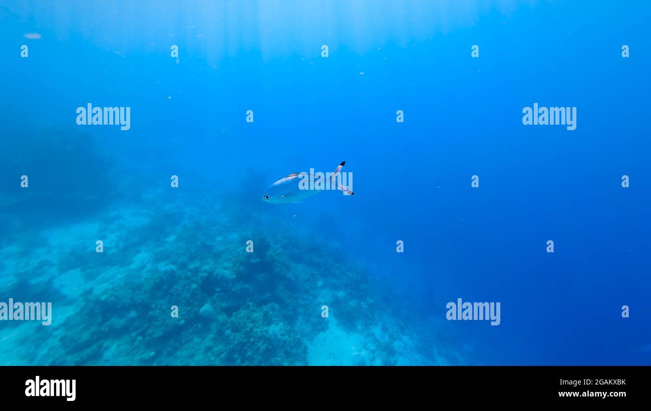 les rayons du soleil, qui traversent l'eau de la mer bleue, éclairent les poissons qui nagent le long du fond. Banque D'Images