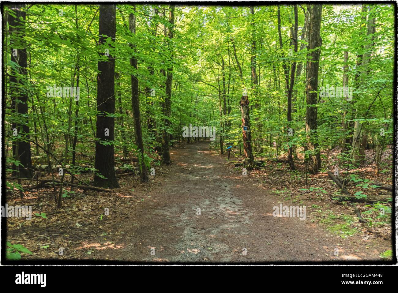 Promenez-vous dans les bois - vue Banque D'Images