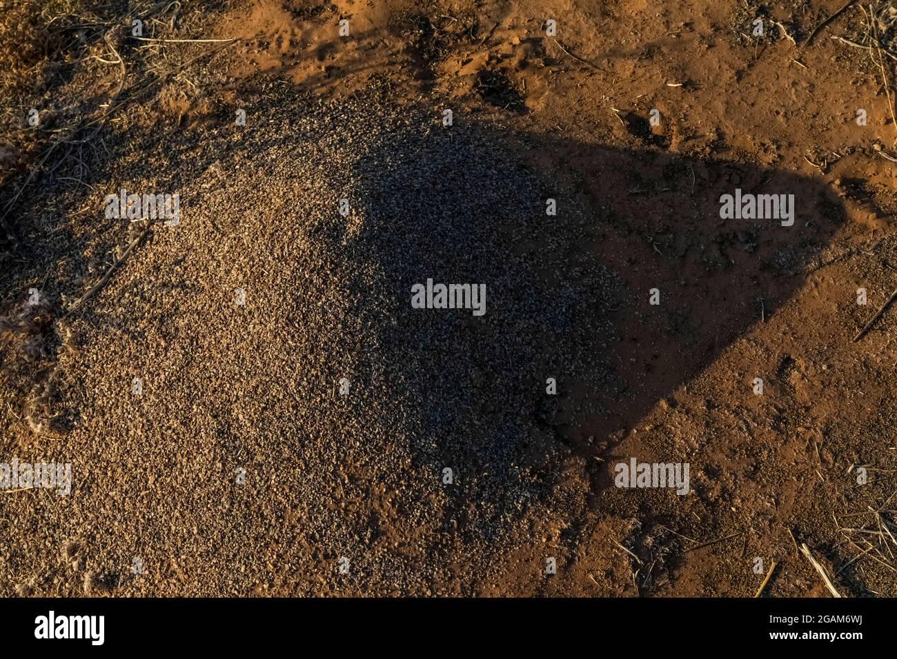 Anthill jetant une longue ombre à Island Park dans le monument national des dinosaures, Utah, États-Unis Banque D'Images