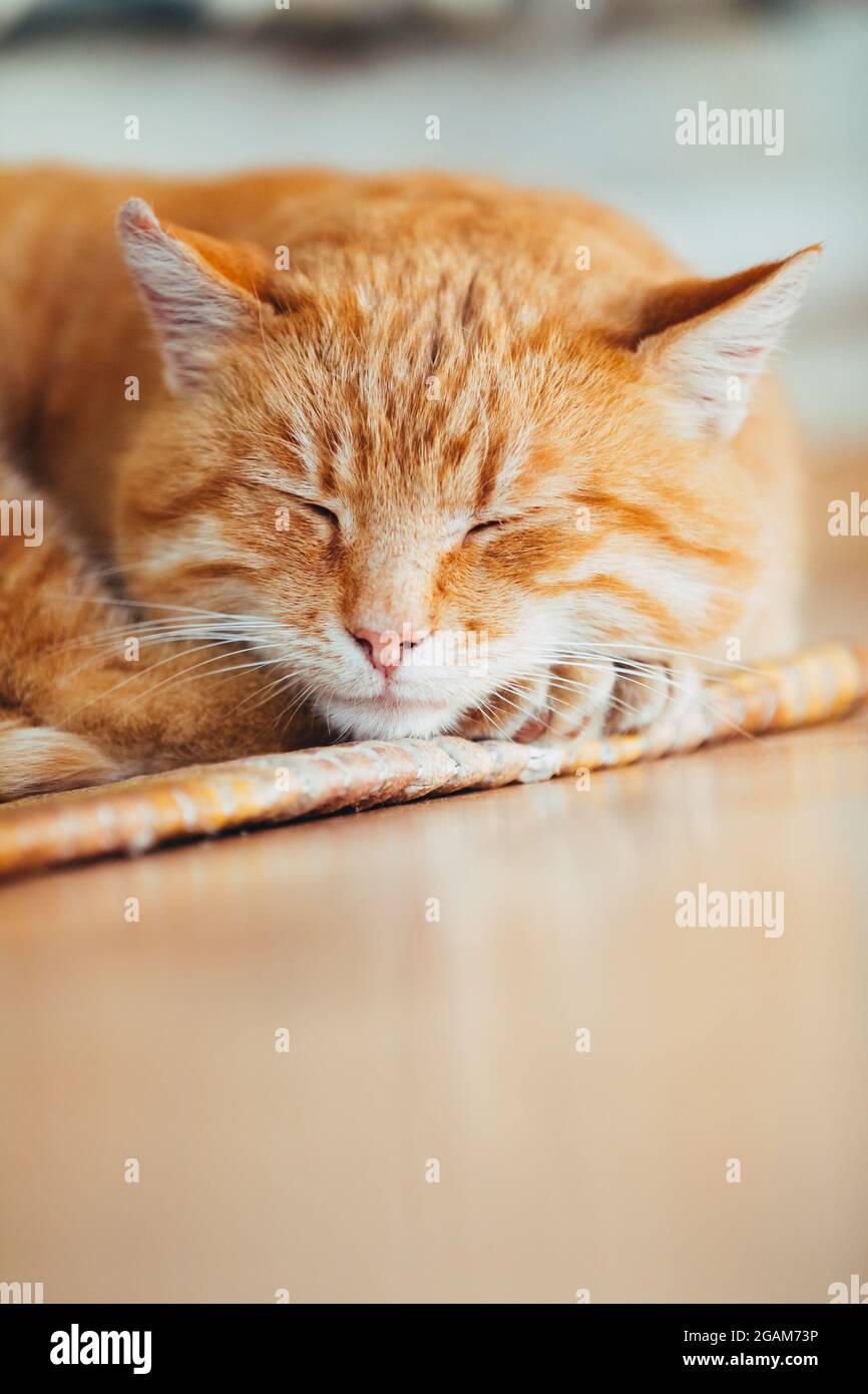 Rouge Orange pacifique Mâle Tabby Cat chaton dormant dans son lit sur le plancher en stratifié Banque D'Images