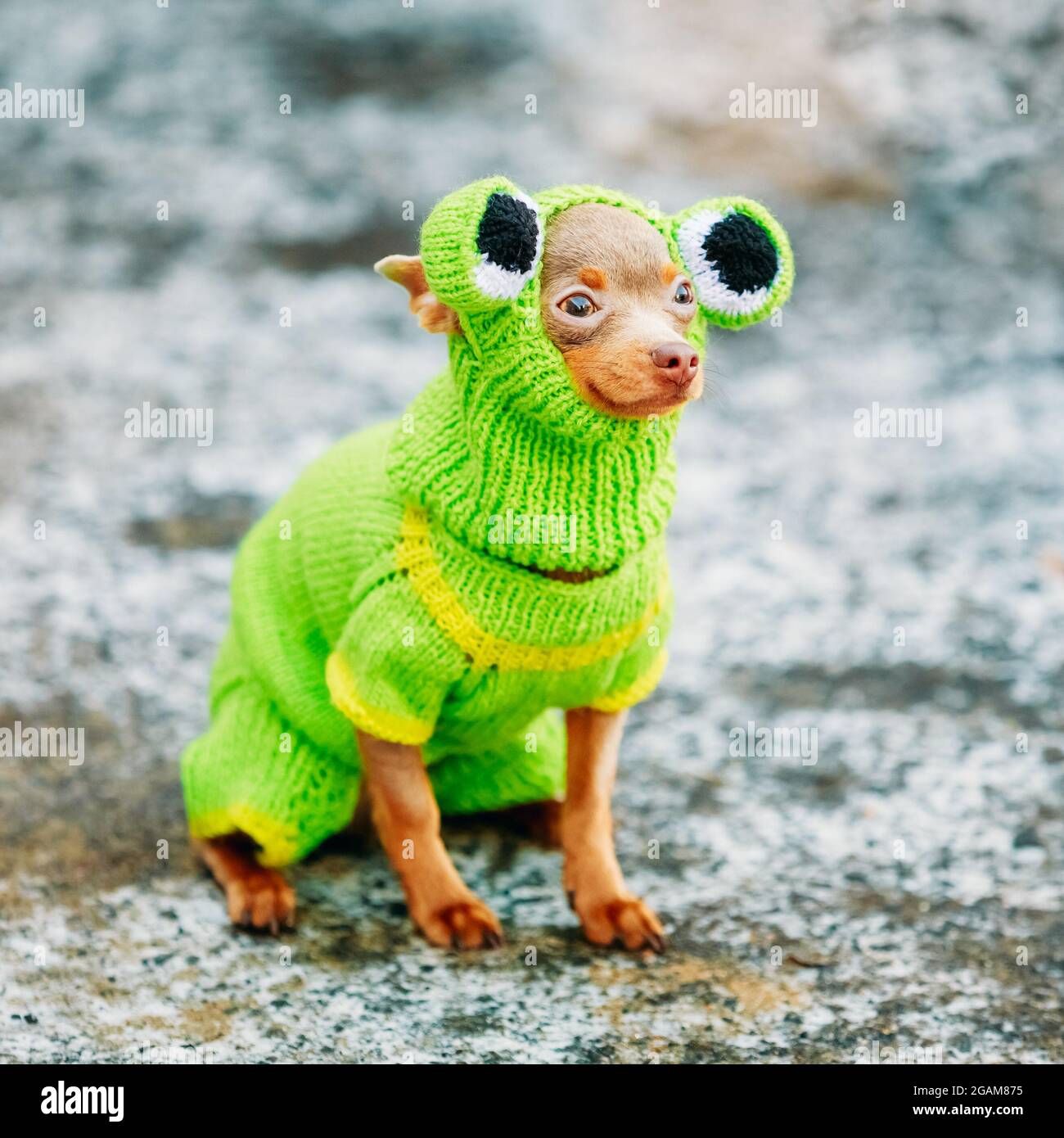Belle petite Chihuahua Dog habillés en costume de grenouille, d'un séjour au printemps en plein air Banque D'Images