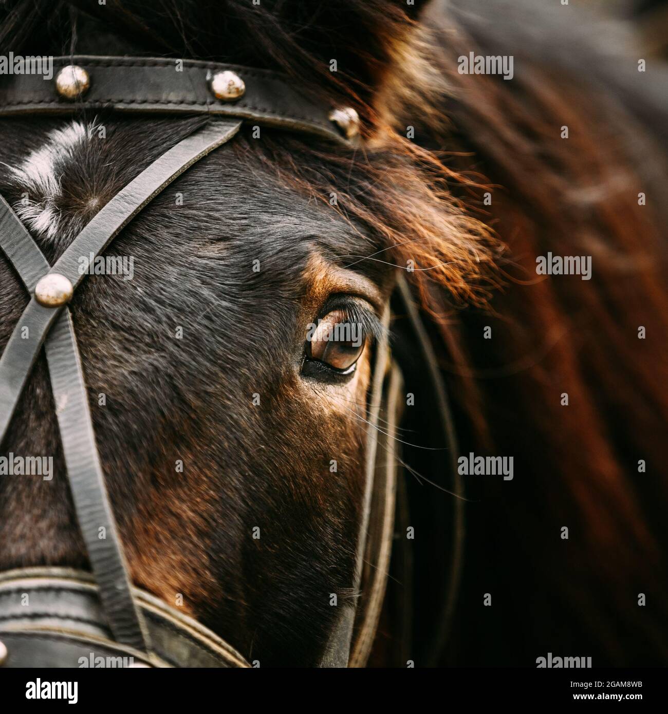 Close Up of Arabian Bay Horse Banque D'Images