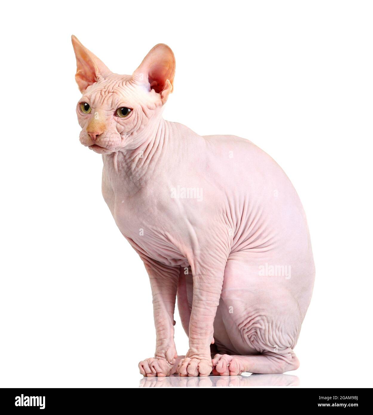 Chat Sphynx Isolated On White Photo Stock Alamy
