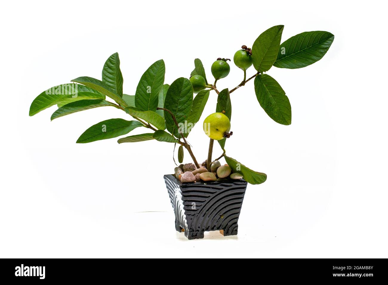 Plante de goyave en pot sur fond blanc Banque D'Images