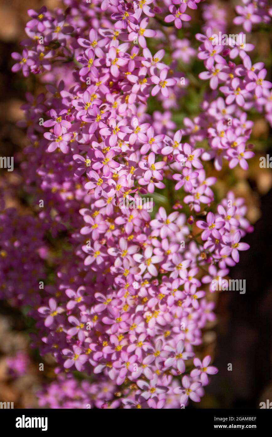 Vue rapprochée de belles fleurs de Centaurium erythraea. Banque D'Images