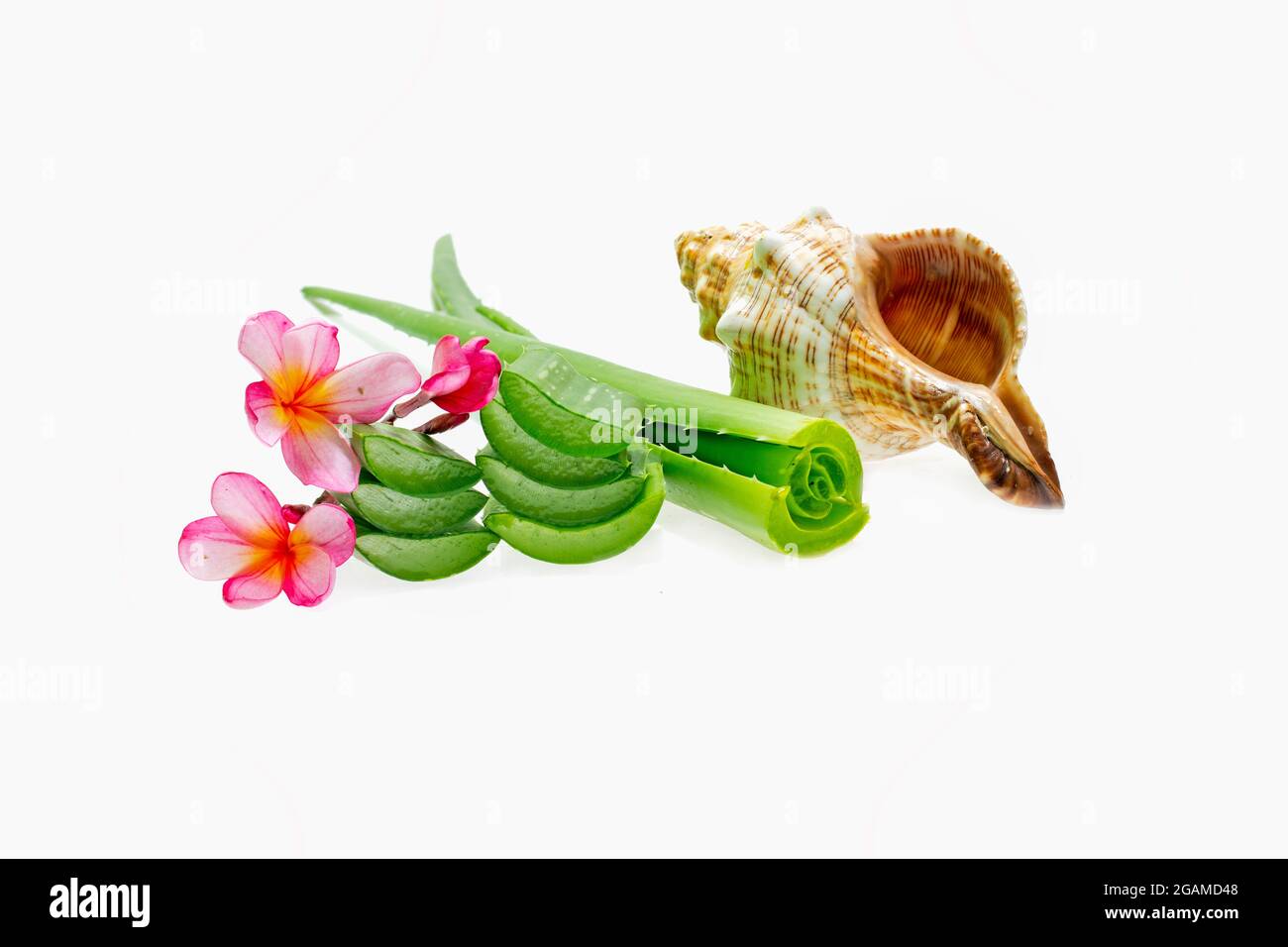 L'aloe vera tranche sur fond blanc. Banque D'Images