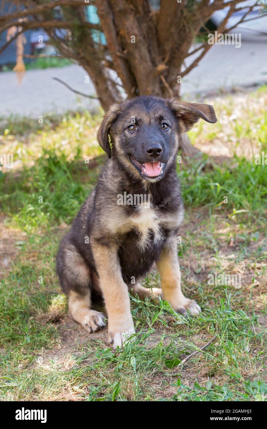 Drôle petit abri chiot assis sur l'herbe Banque D'Images