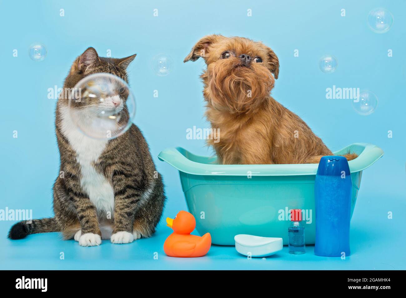 Un chat gris et un gel bruxellois Griffon sur fond bleu Banque D'Images