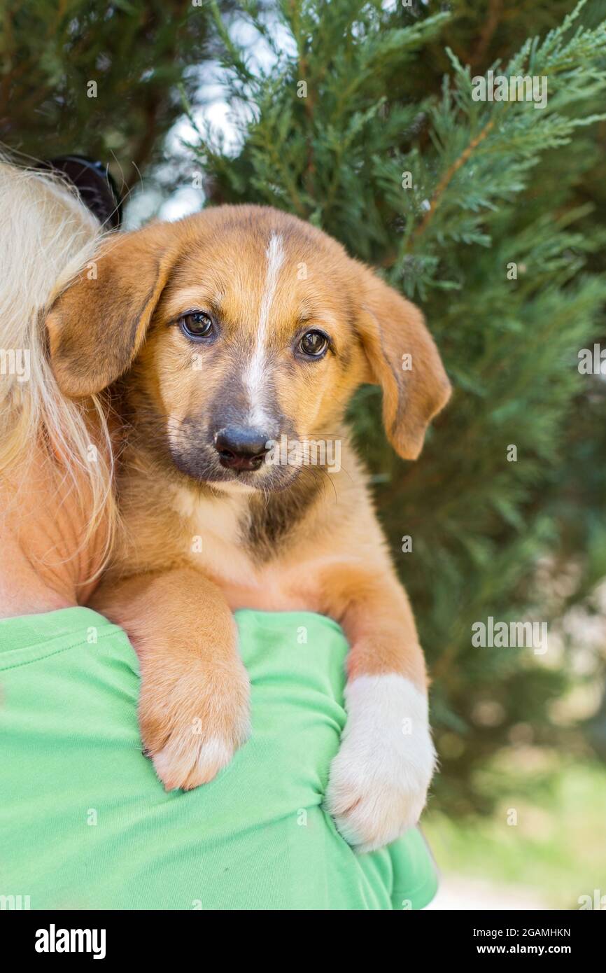 Petit chiot d'abri sur l'épaule d'un volontaire Banque D'Images